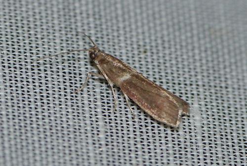 Réf. 153 546 : Cryptoblabes bistriga