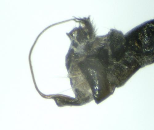 Empis provencalis
