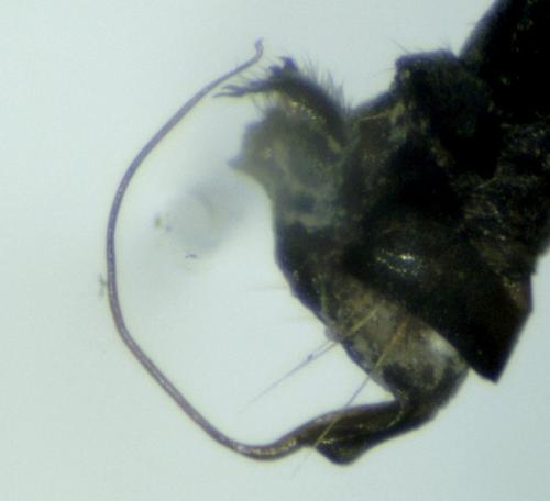 Empis provencalis