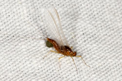 Serratella ignita
