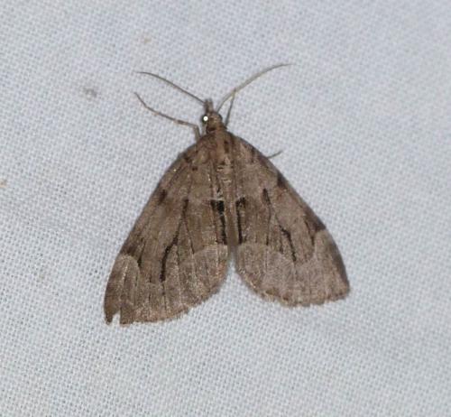 Réf. 153 991 : Epilobophora sabinata