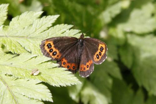 Erebia ligea