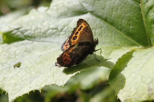 Erebia ligea