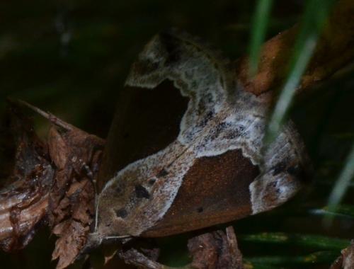Hypena crassalis