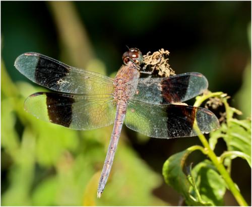 Réf. 153 085 : Erythrodiplax umbrata