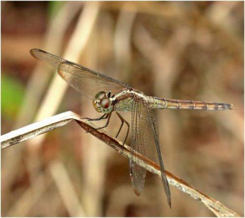 Réf. 153 087 : Erythrodiplax umbrata