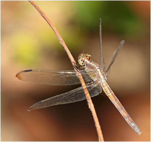 Réf. 153 088 : Erythrodiplax umbrata