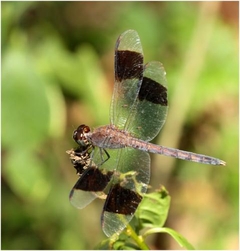 Réf. 153 086 : Erythrodiplax umbrata