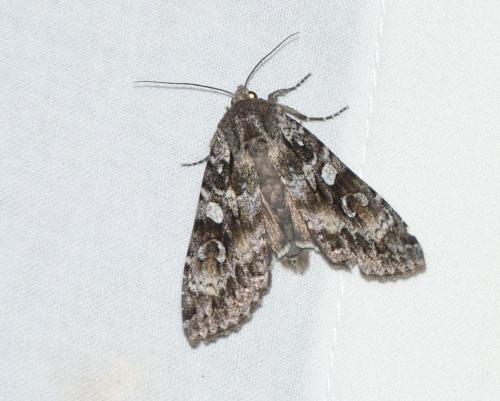 Réf. 153 993 : Eurois occulta