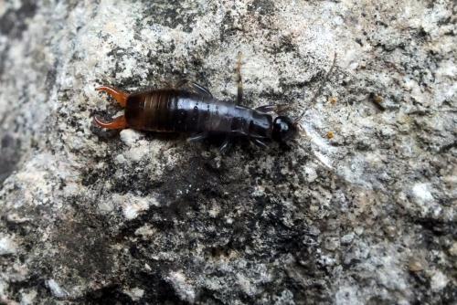 Euborellia moesta