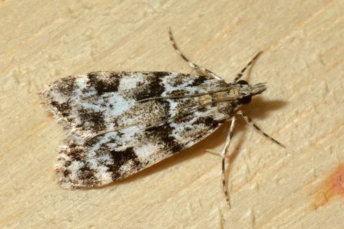 Eudonia delunella