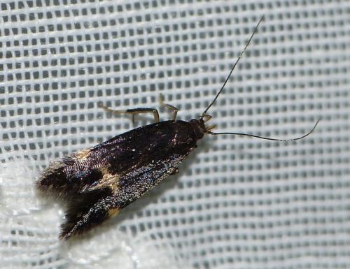 Eulamprotes atrella