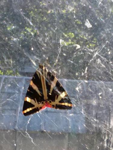 Euplagia quadripunctaria
