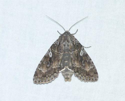 Réf. 153 994 : Eurois occulta