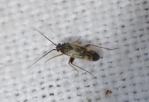 Réf. 153 496 : Europiella sp.