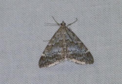 Evergestis sophialis