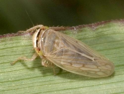 Exitianus capicola