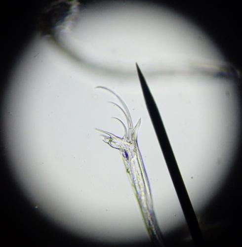 Réf. 153 012 : Blaniulus guttulatus