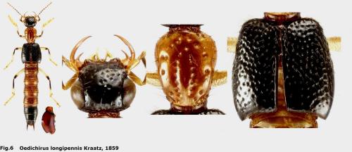 Oedichirus longipennis