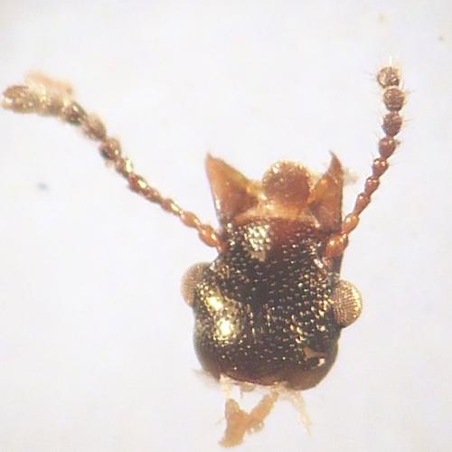 Réf. 153 610 : Rabocerus foveolatus