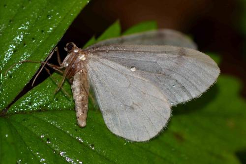 Réf. 153 753 : Operophtera sp.