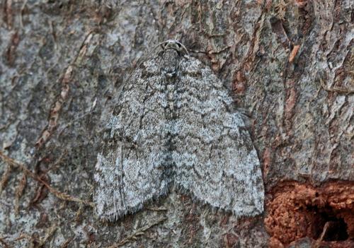 Epirrita sp.