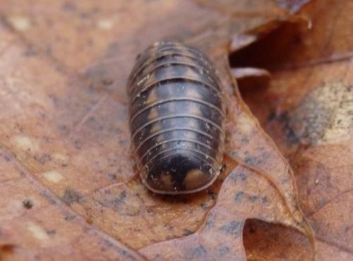 Glomeris intermedia
