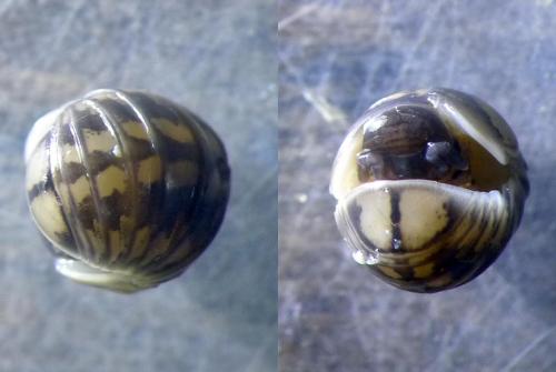 Glomeris connexa