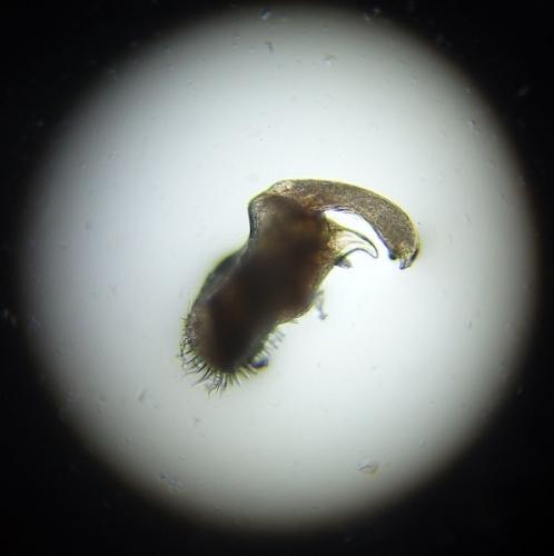 Polydesmus asthenestatus