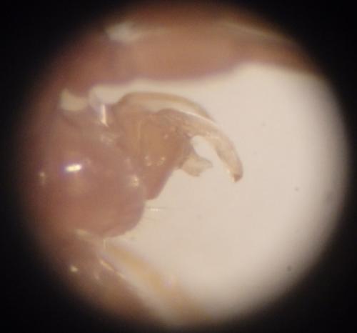 Polydesmus asthenestatus