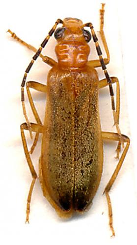 Matusinhosa guyanensis