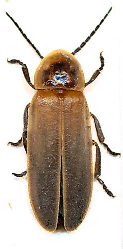 Photinus sp.