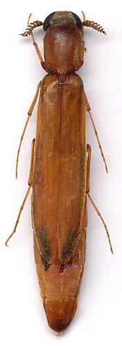 Melittomma brasiliense