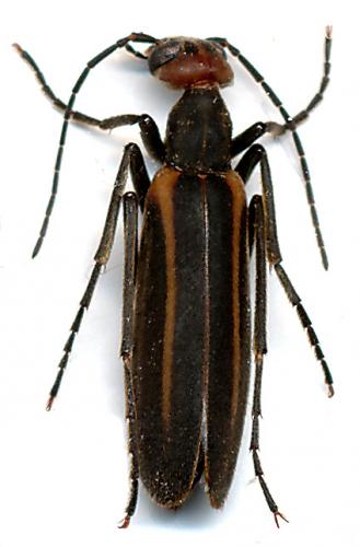 Epicauta sp.