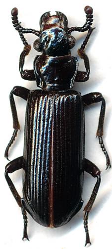 Ozaenini