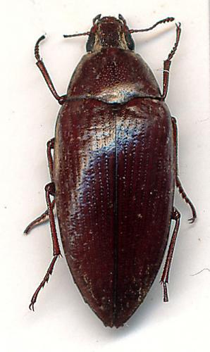 Epitragus sp.