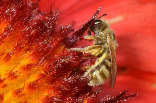 Réf. 153 243 : Seladonia sp.