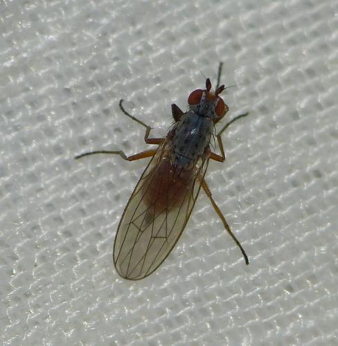 Réf. 153 175 : Tephrochlamys rufiventris