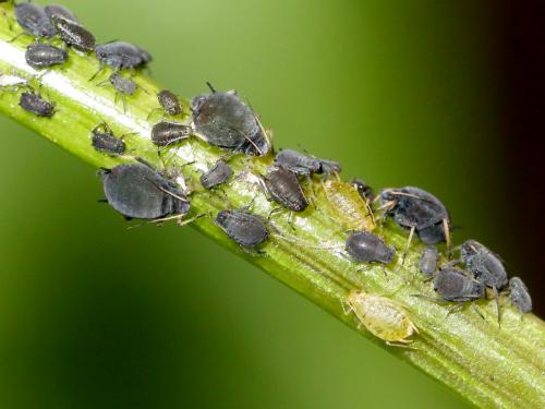Aphis sp.