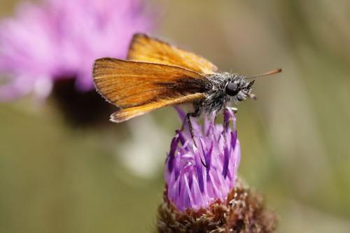 Réf. 153 531 : Thymelicus lineola