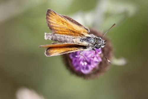 Réf. 153 532 : Thymelicus lineola