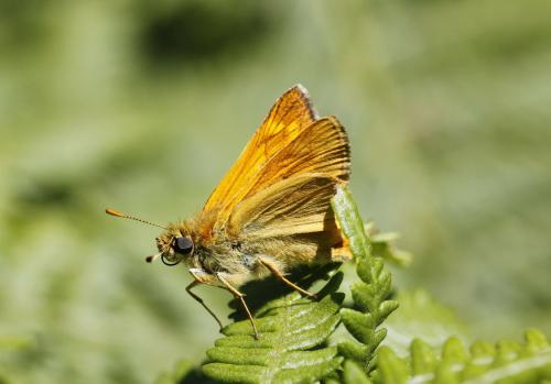 Ochlodes sylvanus