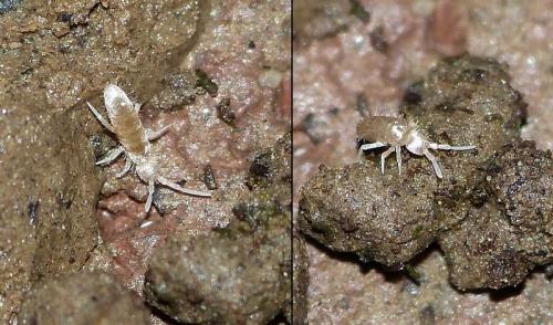 Réf. 153 884 : Heteromurus nitidus