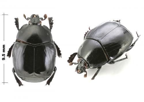 Omalodes bifoveolatus