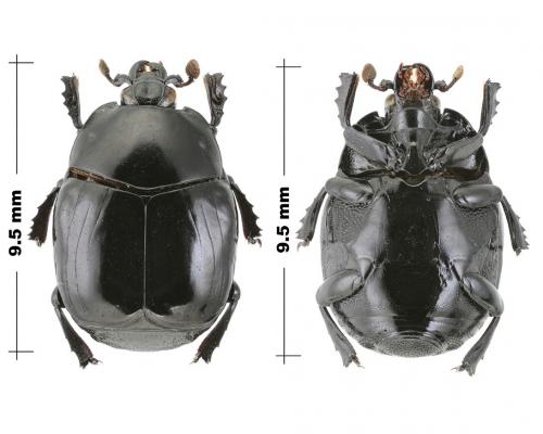 Omalodes bifoveolatus