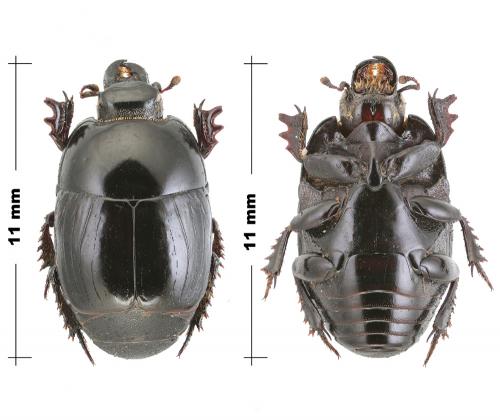 Margarinotus graecus horni