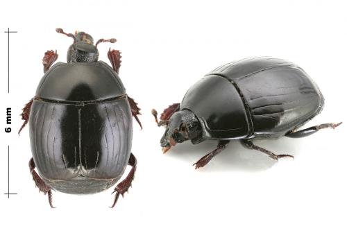 Réf. 153 665 : Margarinotus ventralis