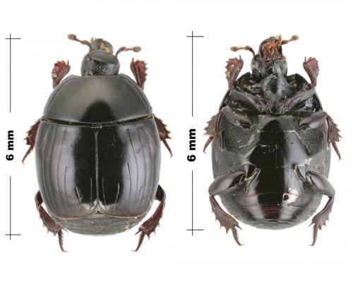Réf. 153 664 : Margarinotus ventralis