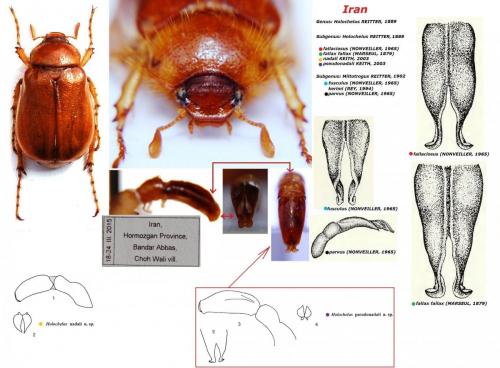 Holochelus pseudonadaii