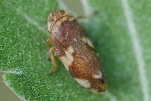 Philaenus spumarius
